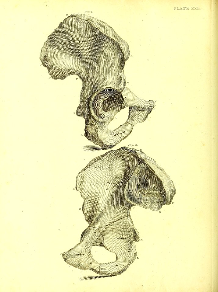 Barclay Mitchell Skeletons 0100 Plate 22