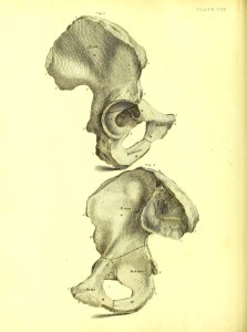 Barclay Mitchell Skeletons 0100 Plate 22