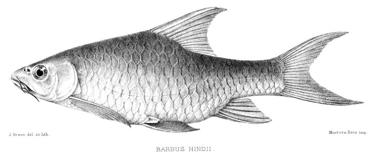 Barbus oxyrhynchus 1902