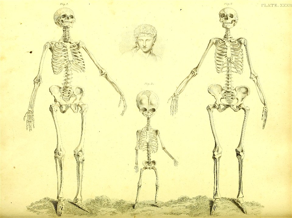 Barclay Mitchell Skeletons 0138 Plate 32