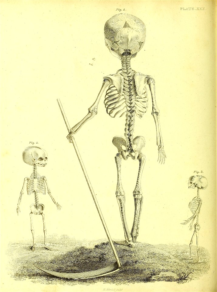 Barclay Mitchell Skeletons 0130 Plate 30