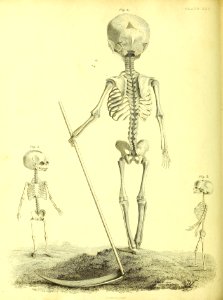 Barclay Mitchell Skeletons 0130 Plate 30