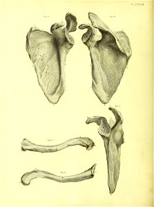 Barclay Mitchell Skeletons 0080 Plate 18