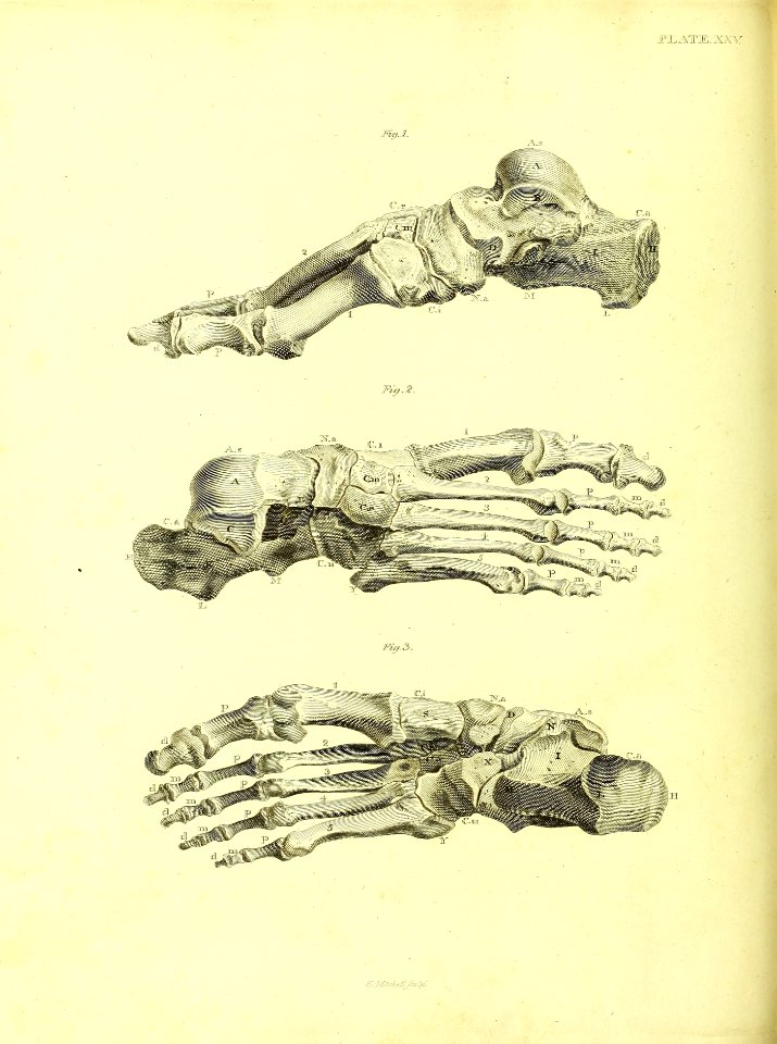Barclay Mitchell Skeletons 0114 Plate 26