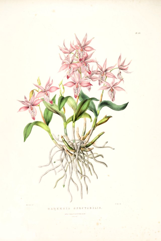 Barkeria spectabilis-Bateman Orch. Mex. Guat. pl. 33 (1843)