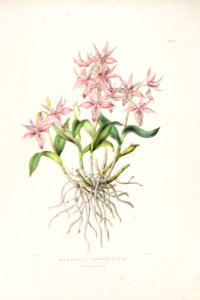 Barkeria spectabilis-Bateman Orch. Mex. Guat. pl. 33 (1843)