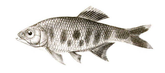 Barilius canarensis Achilles 149