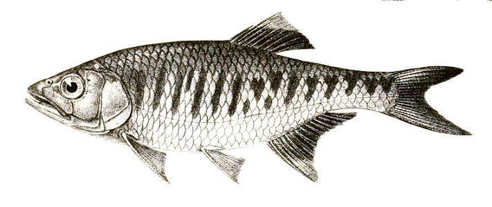 Barilius gatensis Achilles 149