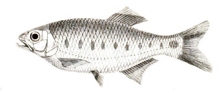 Barilius bakeri Day 151