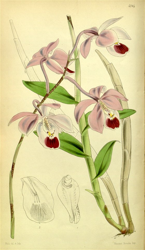 Barkeria uniflora (as Barkeria elegans) - Curtis' 80 (Ser. 3 no. 10) pl. 4784 (1854)