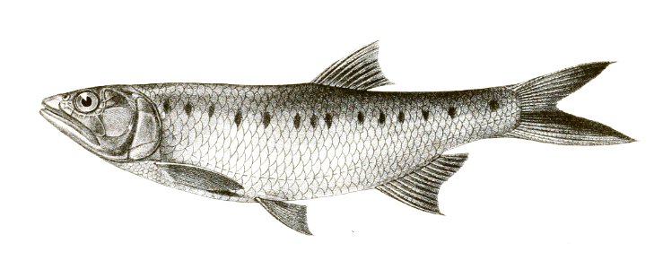 Barilius guttatus Achilles 149
