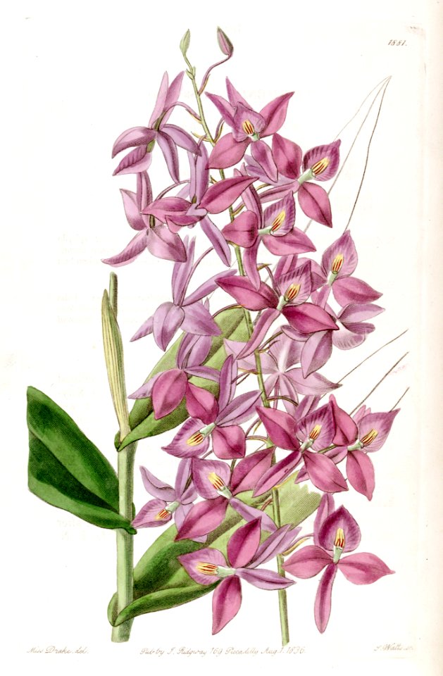 Barkeria skinneri (as Epidendrum skinneri) - Edwards vol 22 pl 1881 (1836)
