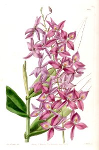 Barkeria skinneri (as Epidendrum skinneri) - Edwards vol 22 pl 1881 (1836). Free illustration for personal and commercial use.