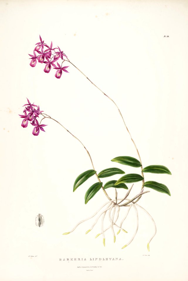Barkeria lindleyana-Bateman Orch. Mex. Guat. pl. 28 (1843)
