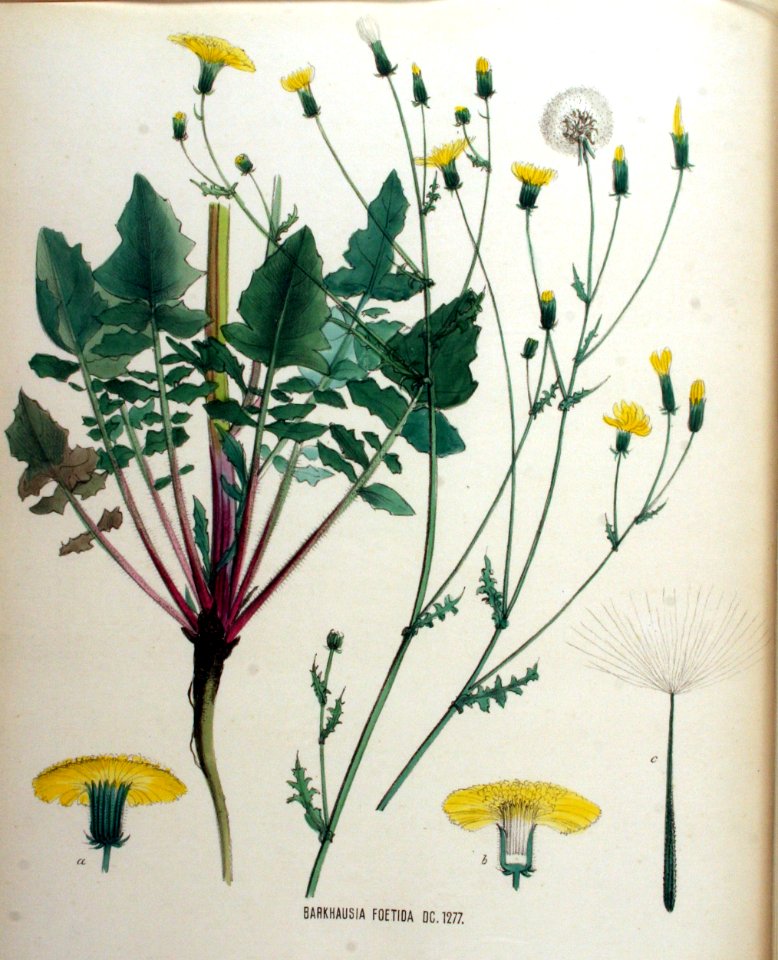 Barkhausia foetida — Flora Batava — Volume v16