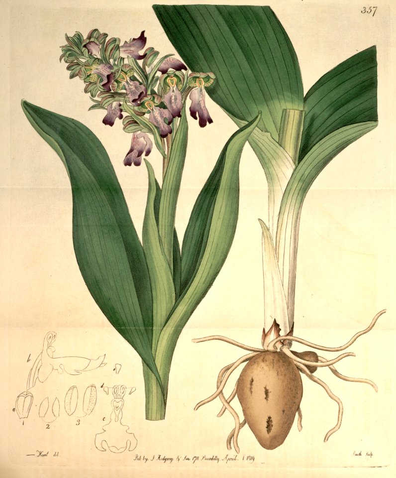 Barlia robertiana (as Orchis longibracteata) - Bot. Reg. 5 pl.357 (1819)