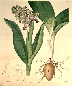Barlia robertiana (as Orchis longibracteata) - Bot. Reg. 5 pl.357 (1819). Free illustration for personal and commercial use.