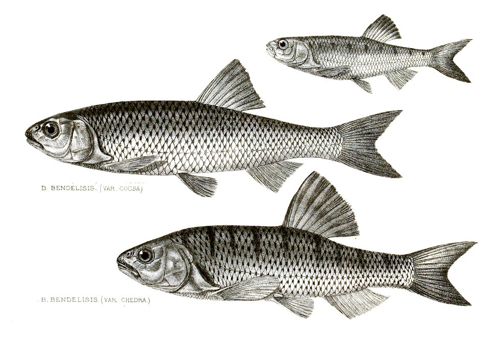Barilius bendelisis Minten 148