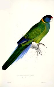 Barnardius zonarius -Platycercus baueri Bauer's Parrakeet -by Edward Lear 1812-1888