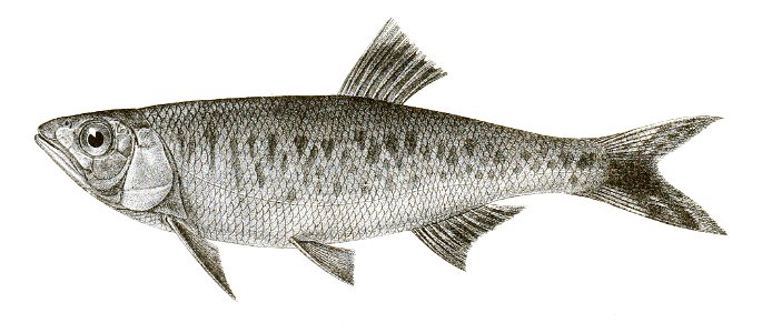 Barilius tileo Achilles 149