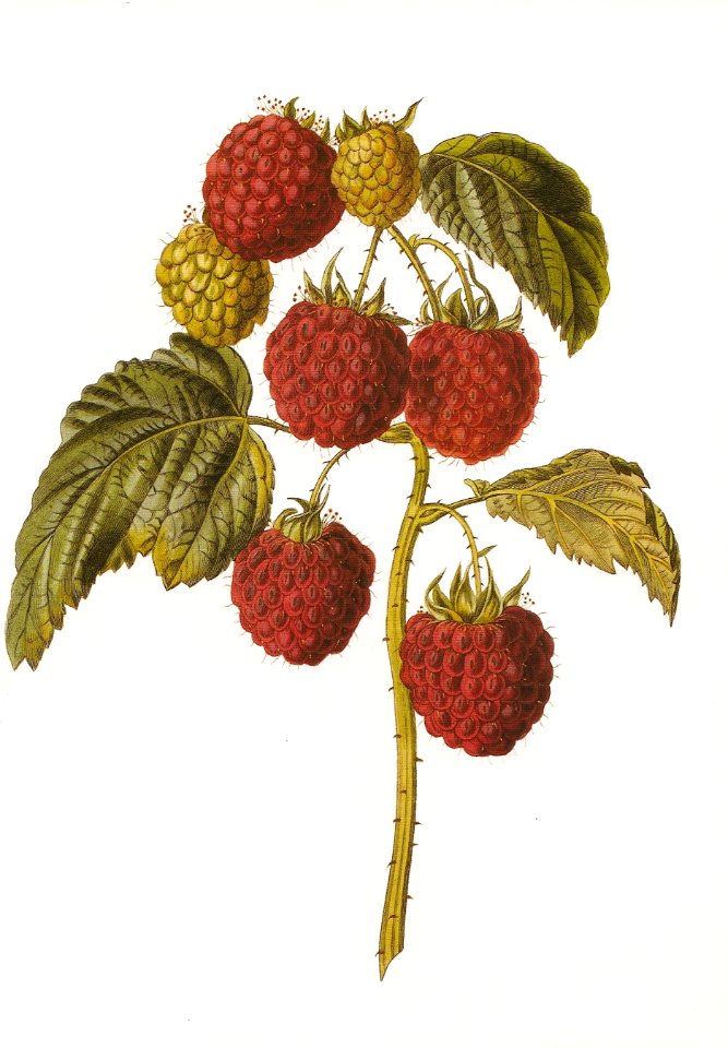Barnet raspberry RHS