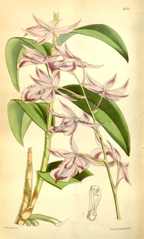Barkeria lindleyana (as Epidendrum lindleyanum ) - Curtis' 100 (Ser. 3 no. 30) pl. 6098 (1874)