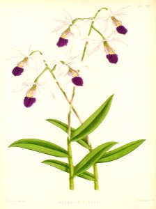 Barkeria uniflora