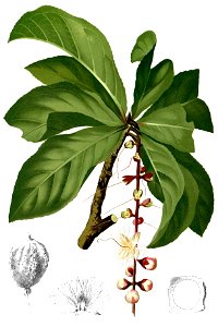 Barringtonia racemosa Blanco2.240-cropped