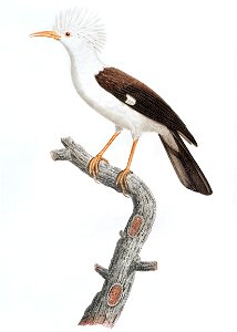Barraband Fregilupus