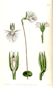 Bartholina burmanniana (as Bartholina pectinata) - Edwards vol 20 pl 1653 (1835)
