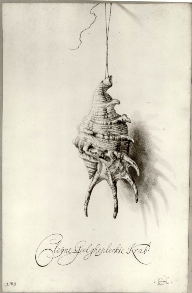 Bartholomeus Assteyn - Seashell from an album - Fondation Custodia