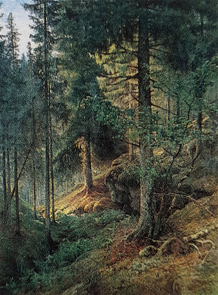 Barrskog x Wilhelm Behm
