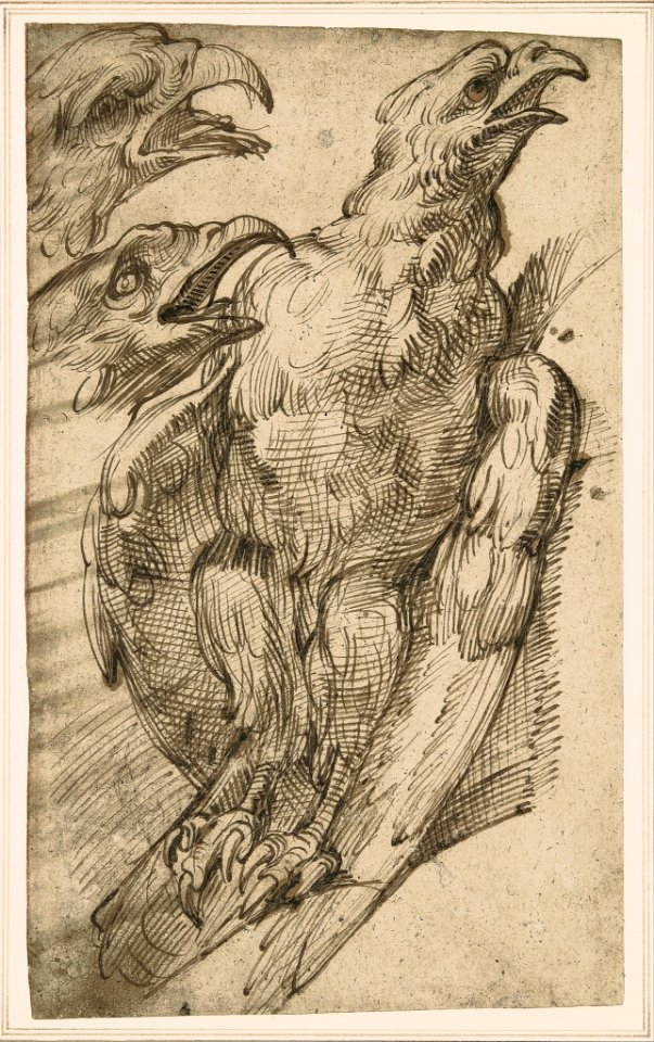 Bartolomeo Passerotti - Study of an eagle - Google Art Project