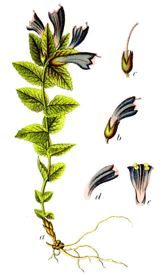 Bartsia alpina Sturm57