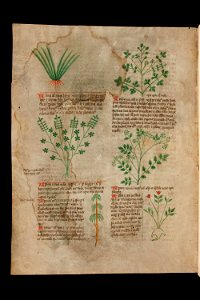 Basel K II 11, f.001v