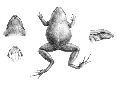 Barygenys atra 1896