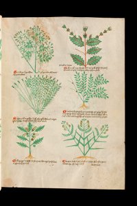 Basel K II 11, f.015r