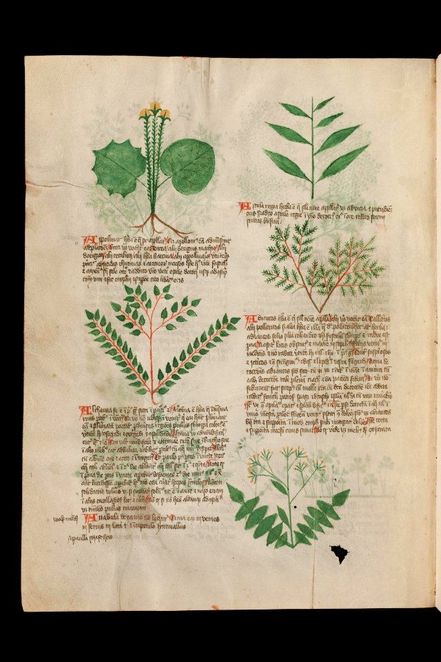 Basel K II 11, f.003v