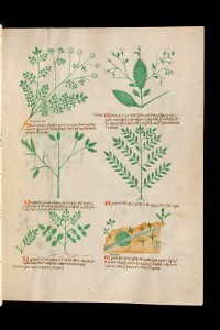 Basel K II 11, f.011r
