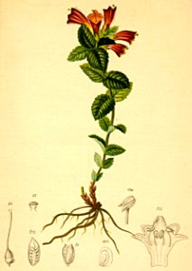 Bartsia alpina Atlas Alpenflora