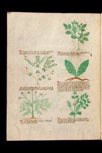 Basel K II 11, f.013v