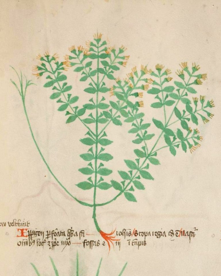Basel K II 11, f.017r (detail)