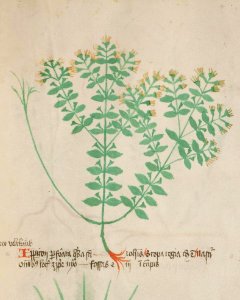 Basel K II 11, f.017r (detail)