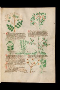 Basel K II 11, f.006r