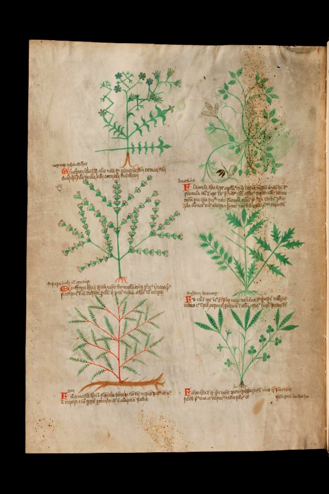 Basel K II 11, f.012v