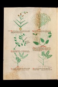 Basel K II 11, f.015v