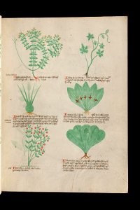 Basel K II 11, f.017r