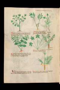 Basel K II 11, f.010v