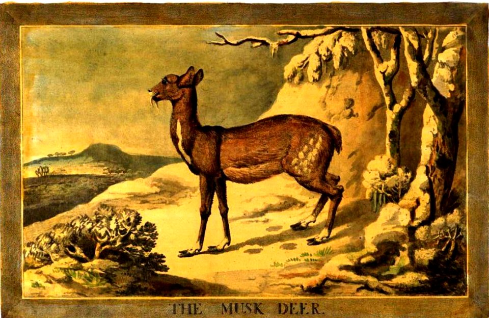 14, Musk-Deer, Charles Catton's Animals (1788) (cropped)