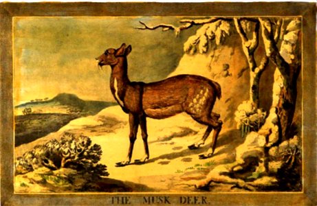 14, Musk-Deer, Charles Catton's Animals (1788) (cropped)